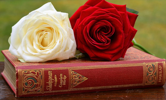 Provocări zilnice pentru creștini // Edwin și Lillian Harvey